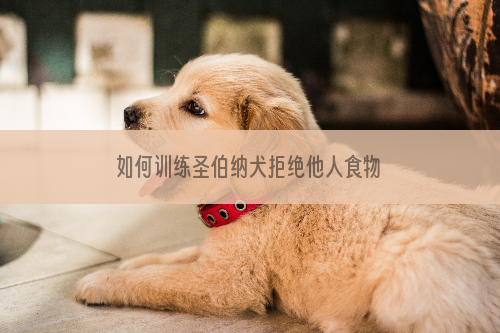 如何训练圣伯纳犬拒绝他人食物