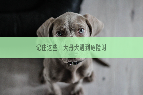 记住这些：大丹犬遇到危险时