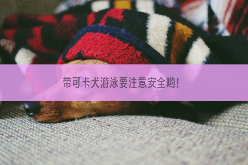 带可卡犬游泳要注意安全哟！