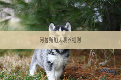 阿拉斯加犬喂养细则