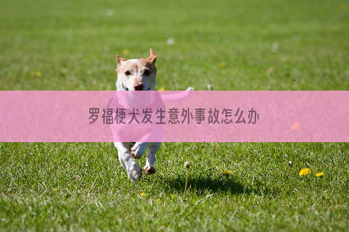 罗福梗犬发生意外事故怎么办