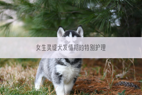 女生灵缇犬发情期的特别护理