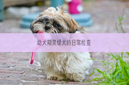 幼犬期灵缇犬的日常检查