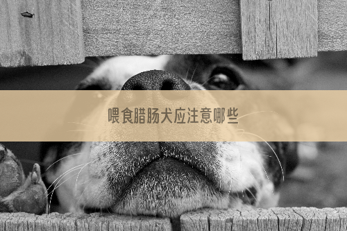 喂食腊肠犬应注意哪些