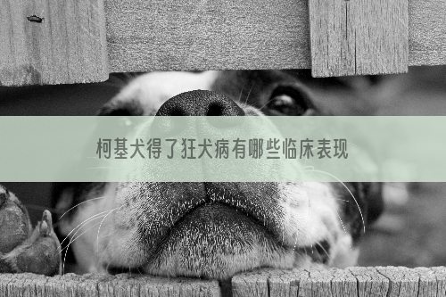 柯基犬得了狂犬病有哪些临床表现呢？