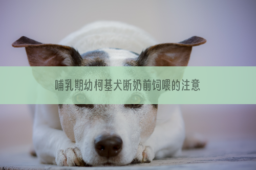 哺乳期幼柯基犬断奶前饲喂的注意事项