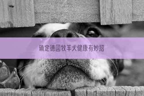 确定德国牧羊犬健康有妙招