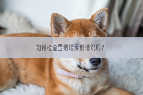 如何检查雪纳瑞反射情况呢？