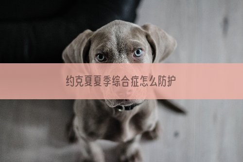 约克夏夏季综合症怎么防护