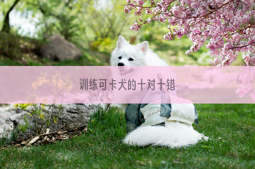 训练可卡犬的十对十错