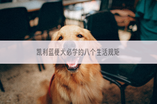 凯利蓝梗犬必学的八个生活规矩