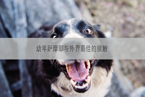 幼年萨摩耶与外界最佳的接触