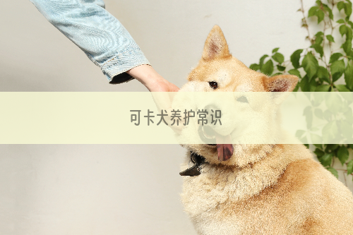 可卡犬养护常识