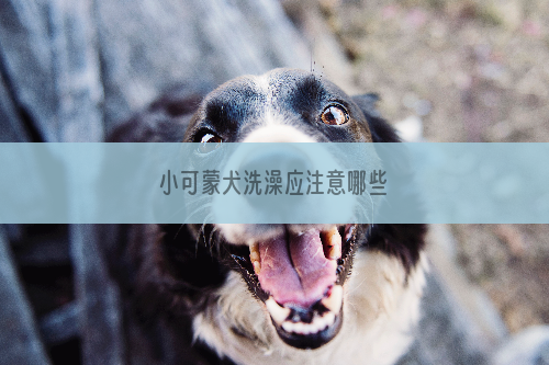 小可蒙犬洗澡应注意哪些