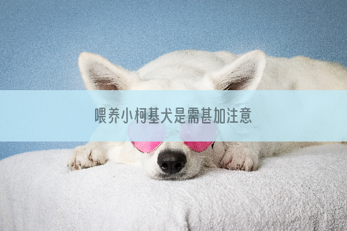 喂养小柯基犬是需甚加注意