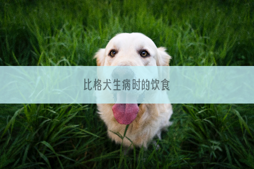 比格犬生病时的饮食