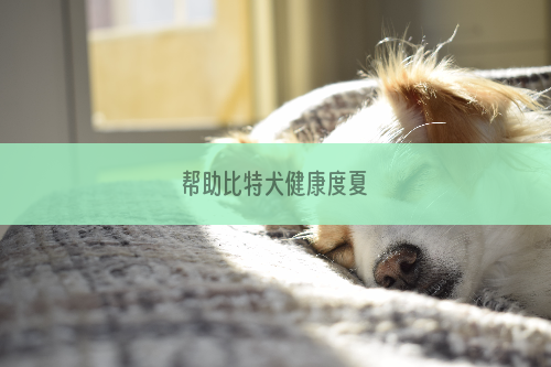 帮助比特犬健康度夏