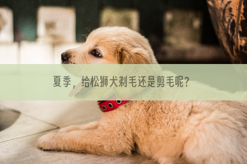 夏季，给松狮犬剃毛还是剪毛呢？