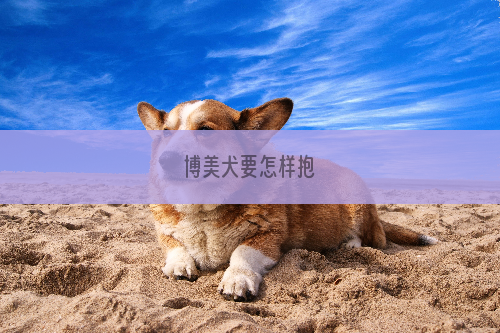 博美犬要怎样抱