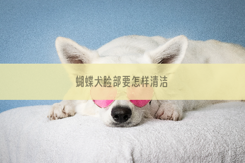 蝴蝶犬脸部要怎样清洁