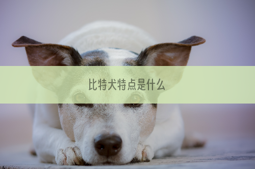 比特犬特点是什么