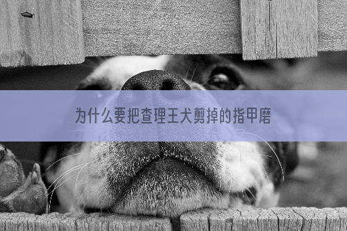 为什么要把查理王犬剪掉的指甲磨平？