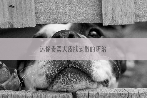 迷你贵宾犬皮肤过敏的防治