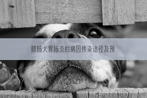 腊肠犬胃肠炎的病因传染途径及预防