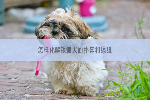 怎样化解银狐犬的扑奔和舔舐