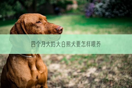 四个月大的大白熊犬要怎样喂养