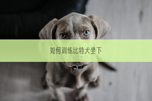 如何训练比特犬坐下