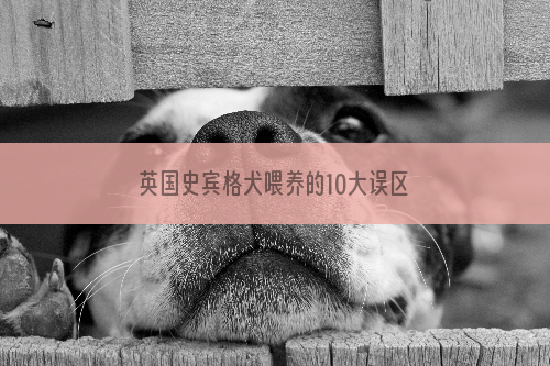 英国史宾格犬喂养的10大误区