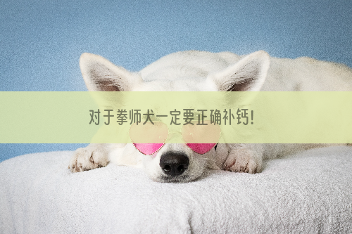 对于拳师犬一定要正确补钙！