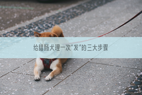 给腊肠犬理一次“发”的三大步骤