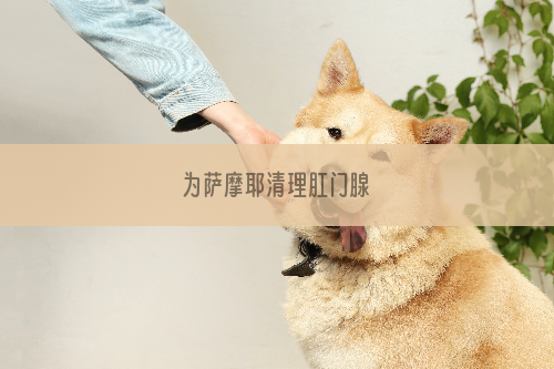 为萨摩耶清理肛门腺