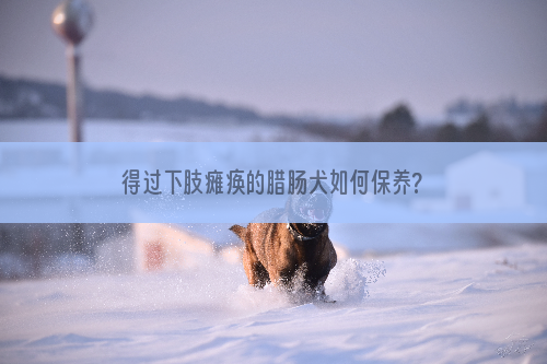 得过下肢瘫痪的腊肠犬如何保养?