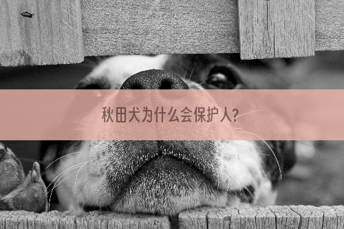 秋田犬为什么会保护人?