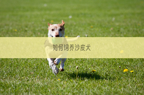 如何饲养沙皮犬