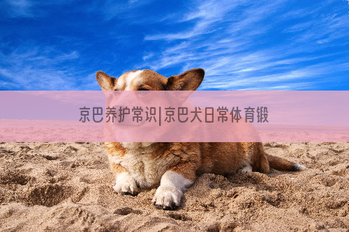 京巴养护常识|京巴犬日常体育锻炼的要点