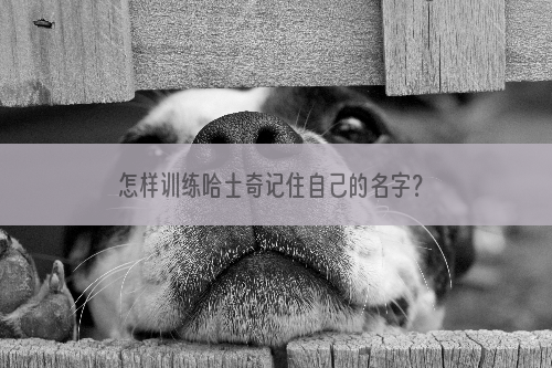怎样训练哈士奇记住自己的名字？