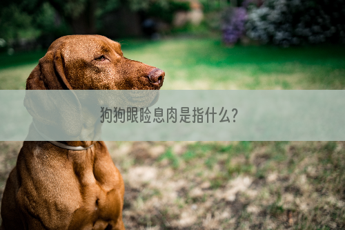 狗狗眼睑息肉是指什么？