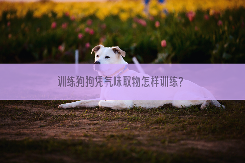 训练狗狗凭气味取物怎样训练？