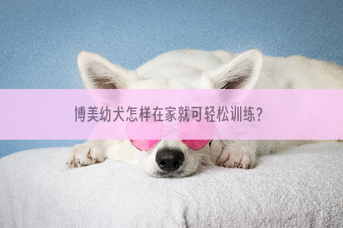 博美幼犬怎样在家就可轻松训练？