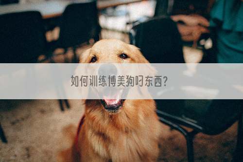 如何训练博美狗叼东西？