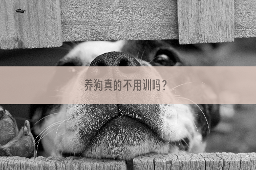 养狗真的不用训吗？