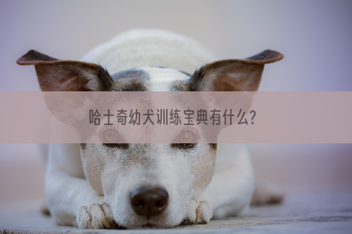 哈士奇幼犬训练宝典有什么？