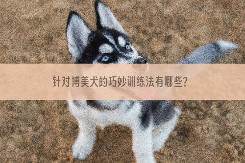 针对博美犬的巧妙训练法有哪些？