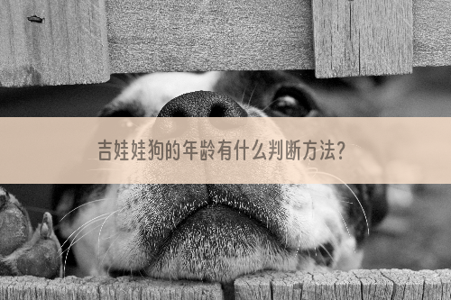 吉娃娃狗的年龄有什么判断方法？