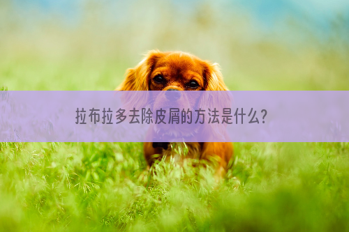 拉布拉多去除皮屑的方法是什么？