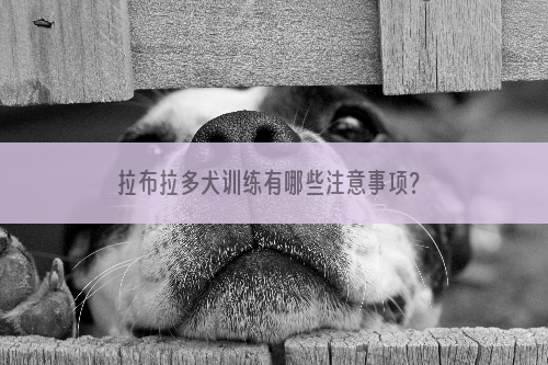 拉布拉多犬训练有哪些注意事项？